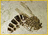 Fossil Wasp