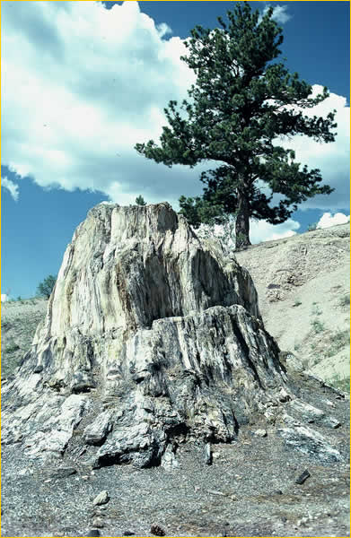 Petrified Redwood