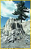 Petrified Stump