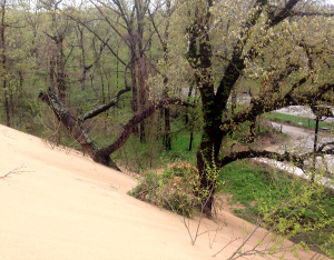 dune Oaks at Mount Baldy