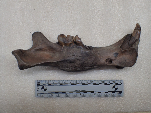 Saber-tooth cat jaw