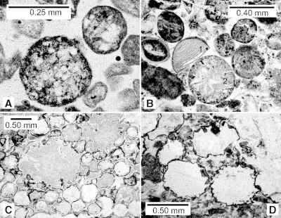 Lowe Fig 4 spherules