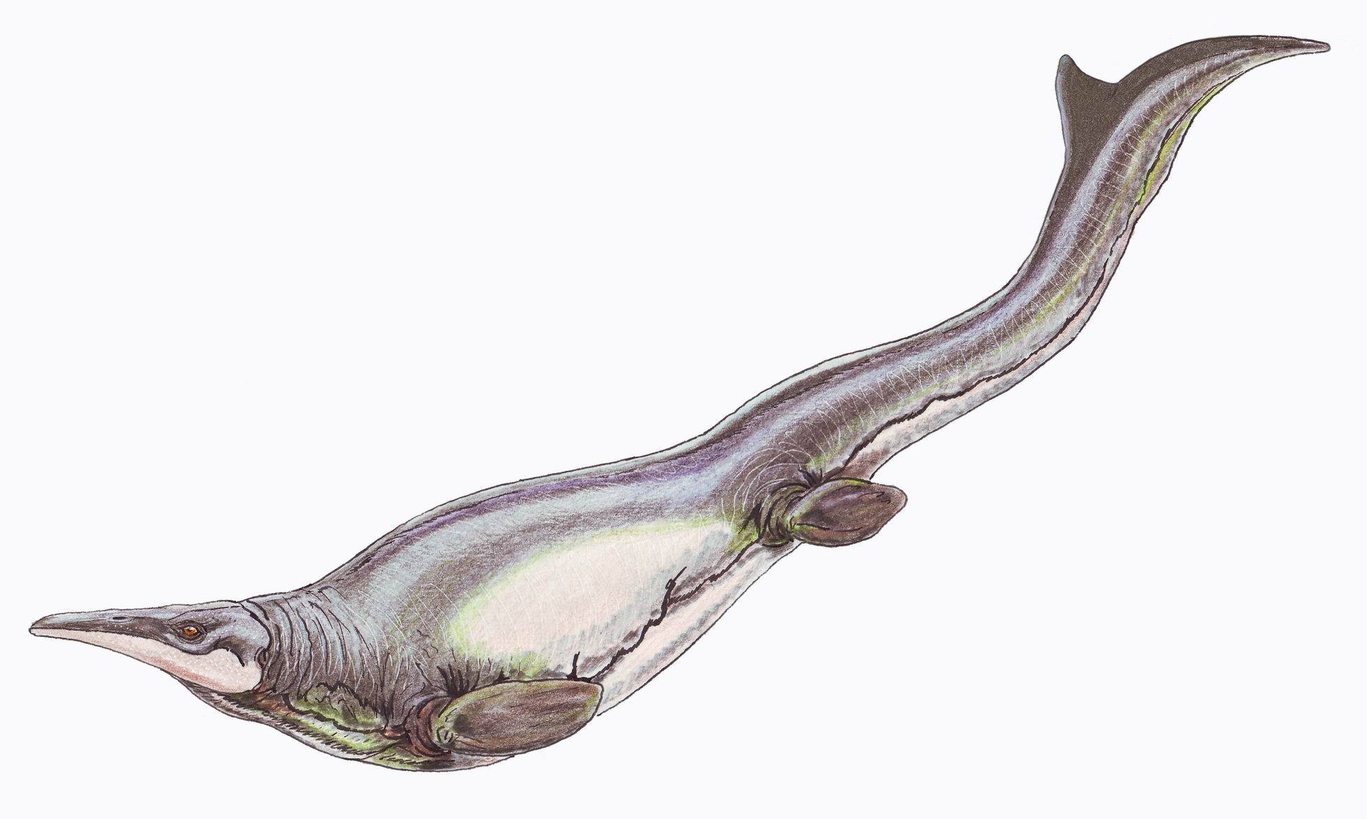Ideas, Inventions And Innovations : Did Mosasaurs Do the Breast ...