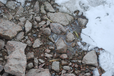 Cape Irizar, bones emerging from snow