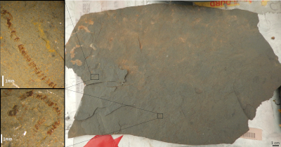 On the right, a slab of gray shale sample. Two black boxes mark places where fossilized algae are present; those are shown on the left. The fossils are reddish-brown marks, curving and broken into segments, on a gray rock background.