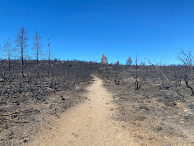 The burned landscape after the Antelope fire