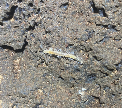 cave millipede