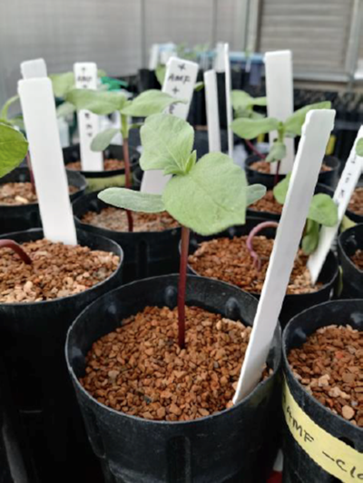 sunflower seedlings