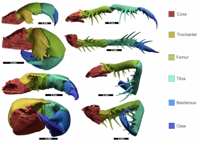 Bicknell Figure 2