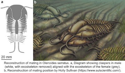 trilobite reconstruction