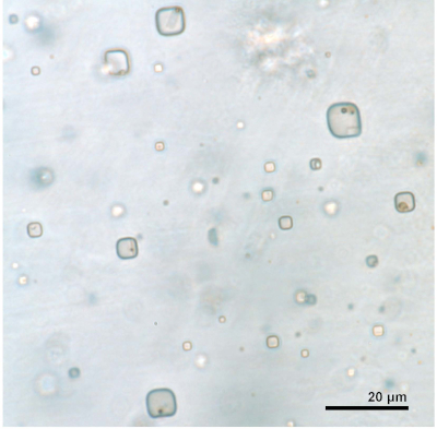 fluid inclusions with microorganisms