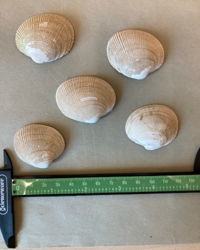 Hensel clam shells with ruler