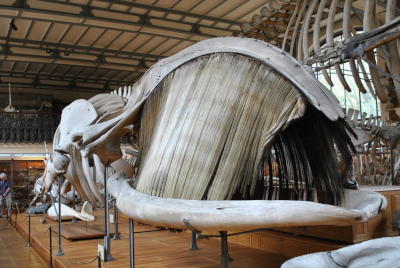 Baleen Whale