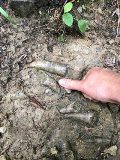 Horn Coral with hand for scale