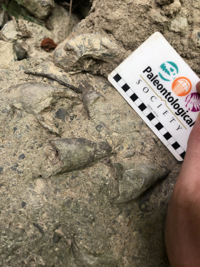 Horn Coral with measuring card