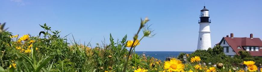 lighthouse with yellow flowers in foreground