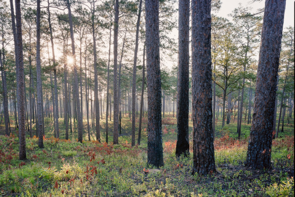 Thin, straight pines rise from a forest floor with scattered vegetation.