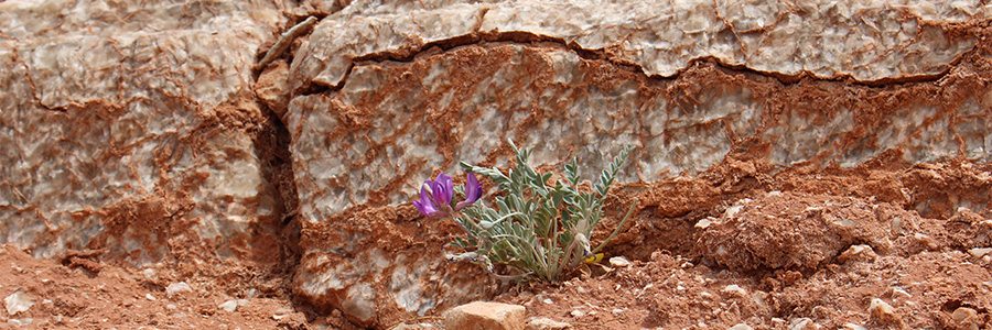 A purple flower grows among a white crystalline mineral caked with red soil.