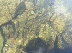 Fish congregating in thermal refuge